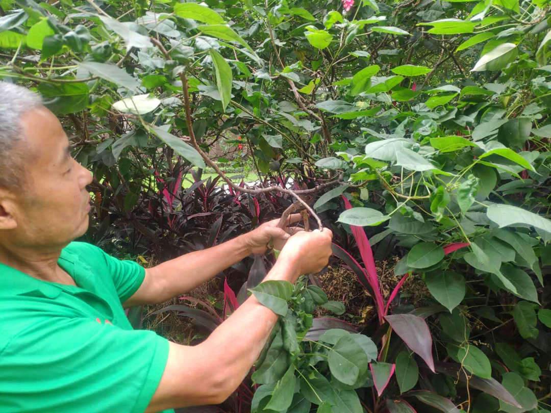 菲律宾网赌合法平台完工后的养护修剪