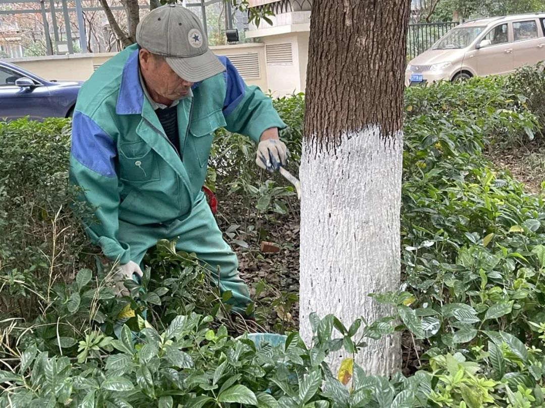 园林绿化养护树木涂白